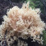Conifer Coral Mushroom