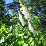 Poisonous-Plants, Foxglove, Vancouver Island, BC