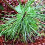 Coniferous Trees, Western White Pine Tree, Vancouver Island, BC
