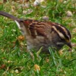Open Field Birds, White Throated Sparrow, Vancouver Island, BC