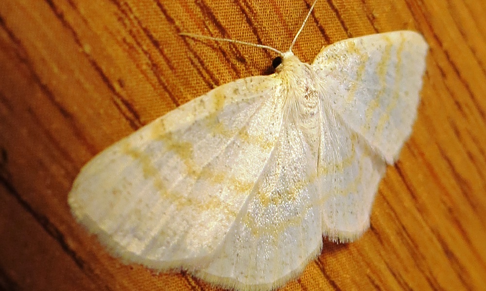 White Wave Moth, Vancouver Island, BC White Wave Moth, Vancouver Island, BC