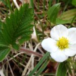 WildFlowers, Wild Strawberry, Vancouver Island, BC