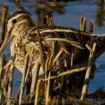 Shorebirds, Wilsons Snipe, Vancouver Island, BC