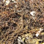 Algae, Wireweed, Vancouver Island, BC