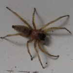 Yellow Sac Spider, Vancouver Island, BC