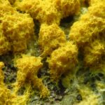 Slime Moulds, Scrambled Egg Slime Mould, Vancouver Island, BC
