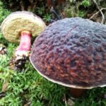 Edible-Mushrooms, Zellers Bolete Mushroom, Vancouver Island, BC