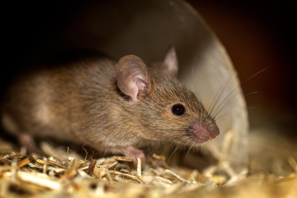 House Mouse, Vancouver Island, BC House Mouse, Vancouver Island, BC