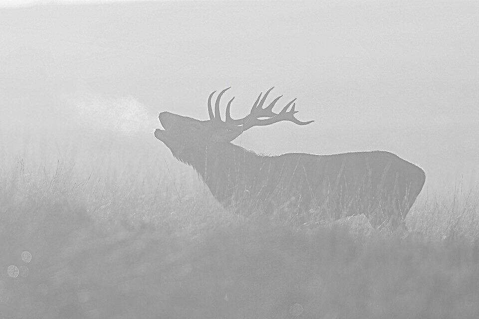 Elk In The Mist Elk In The Mist