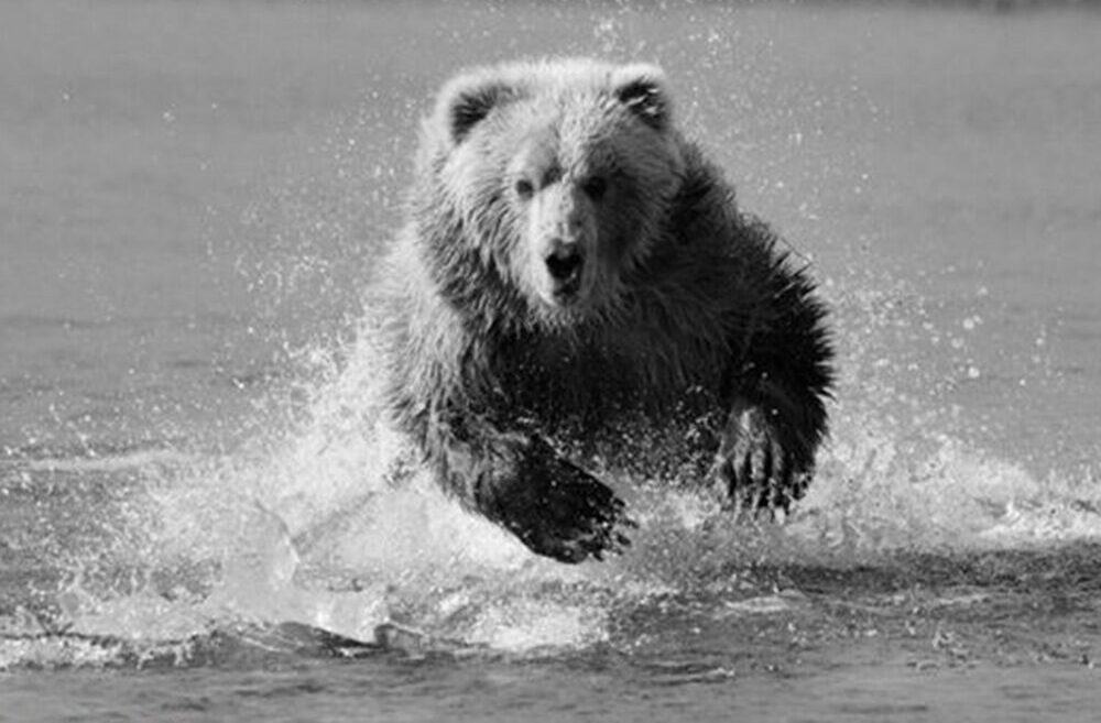 The Grizzly The Grizzly
