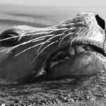 Sealion checking me out