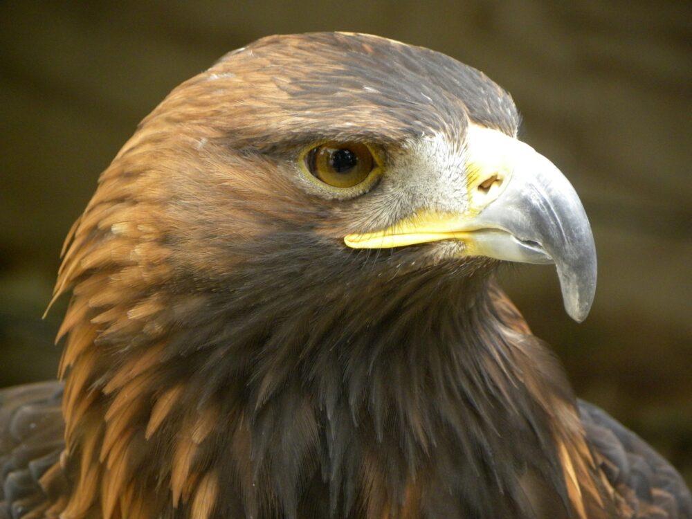 Close-up headshot of golden eagle, Helen Harding, Public Domain Photo Close-up headshot of golden eagle, Helen Harding, Public Domain Photo