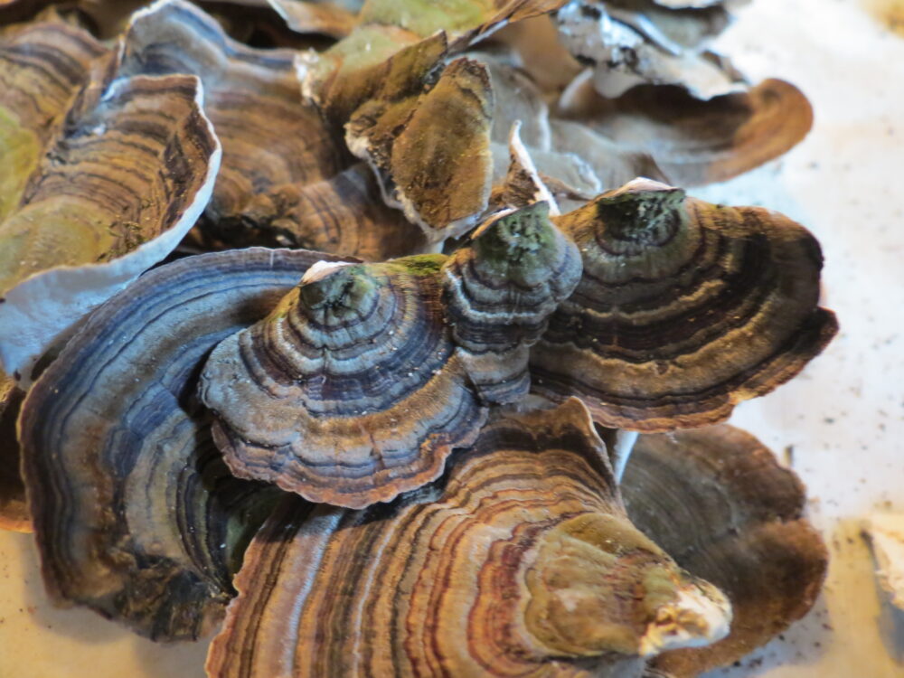 Turkey Tail Mushroom Turkey Tail Mushroom