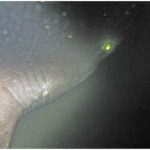 Bluntnose 6 Gill Shark